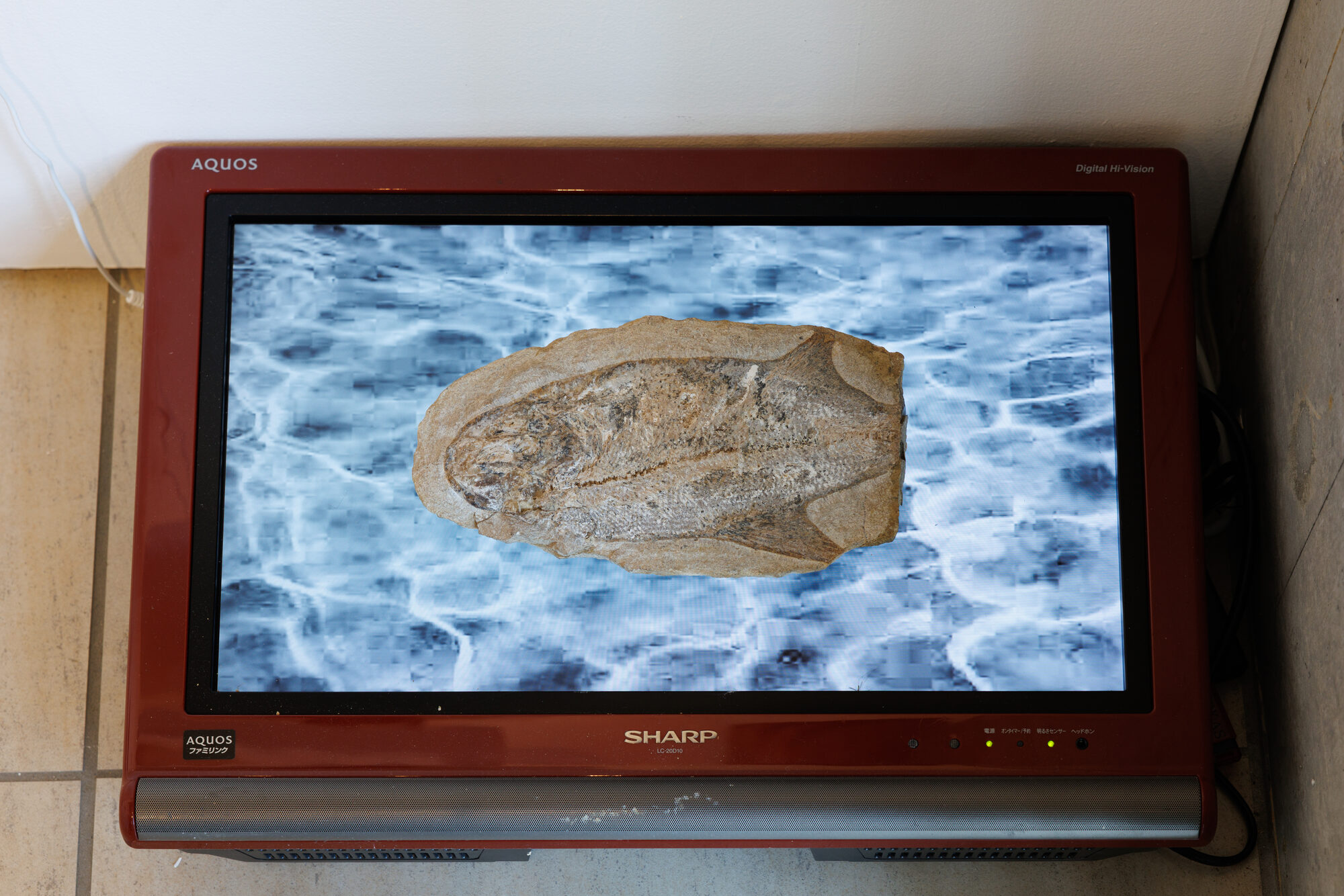 Piedras y Viruses, 2026 — foto 14